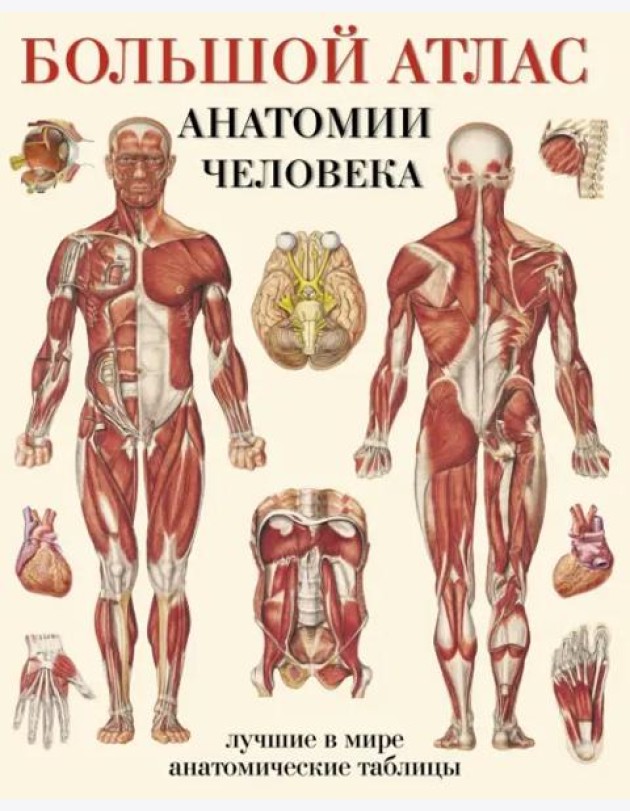 Большой атлас анатомии человека. Лучшие в мире анатомические таблицы