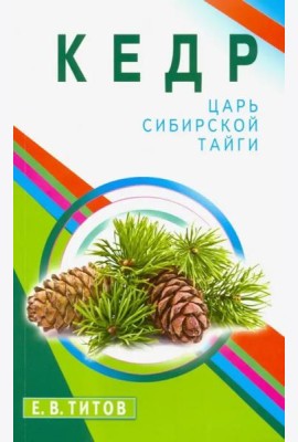 Кедр - царь сибирской тайги