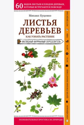 Листья деревьев. Как узнать растение