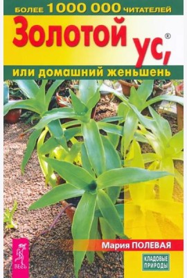 Золотой ус, или домашний женьшень