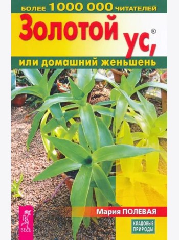 Золотой ус, или домашний женьшень