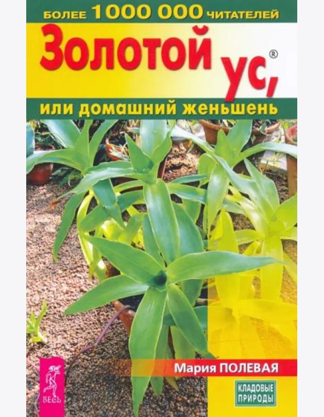 Золотой ус, или домашний женьшень