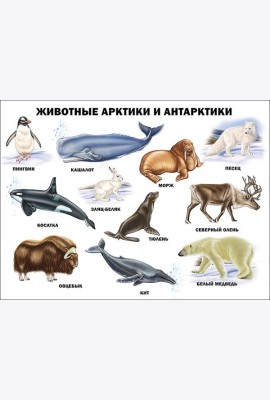 Животные Арктики и Антарктики (плакат)