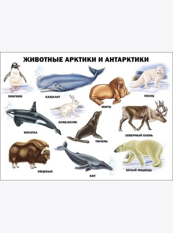 Животные Арктики и Антарктики (плакат)