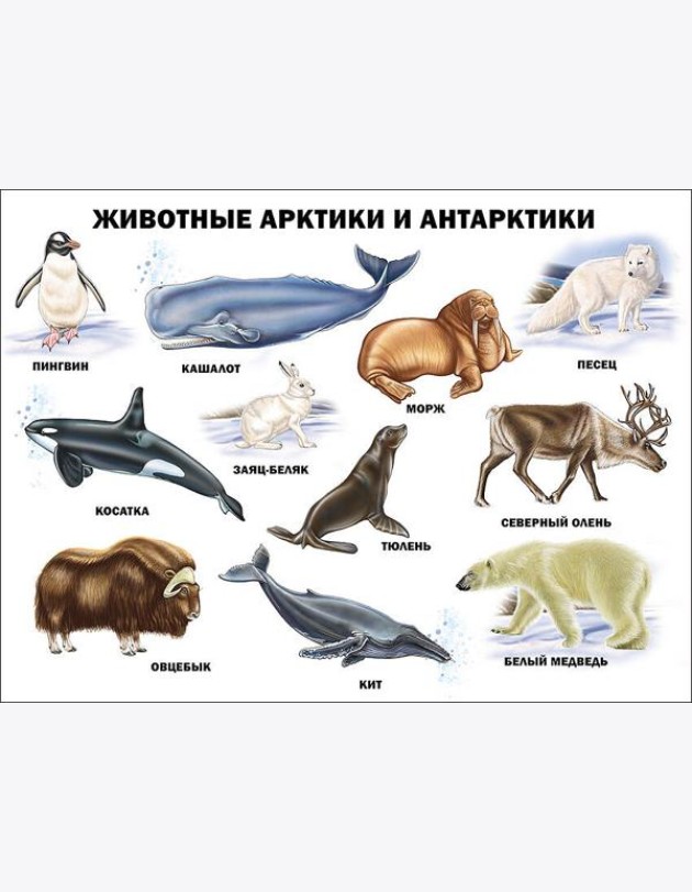 Животные Арктики и Антарктики (плакат)