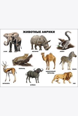 Животные Африки (плакат)