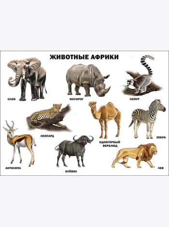 Животные Африки (плакат)
