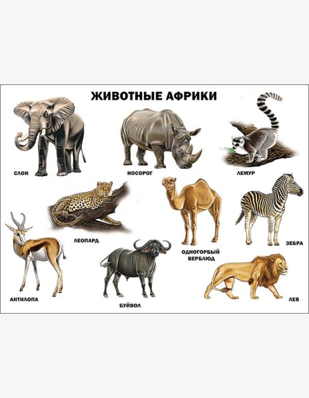 Животные Африки (плакат)