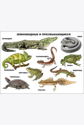 Земноводные И Пресмыкающиеся