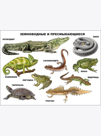 Земноводные И Пресмыкающиеся