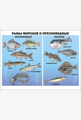 Рыбы морские и пресноводные (плакат)