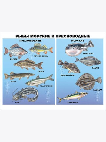 Рыбы морские и пресноводные (плакат)