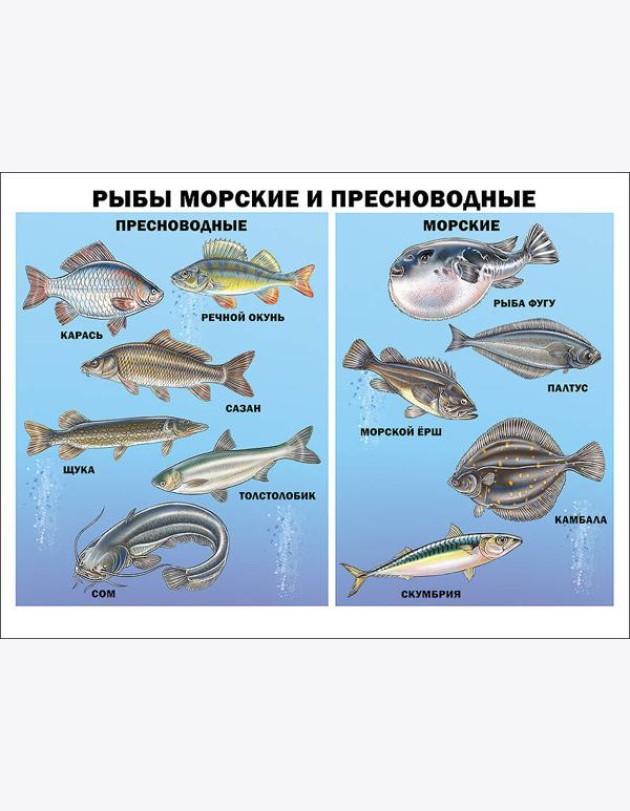 Рыбы морские и пресноводные (плакат)