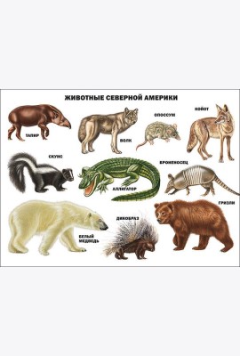 Животные северной америки