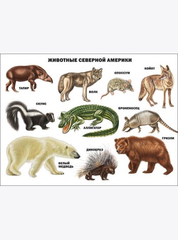 Животные северной америки