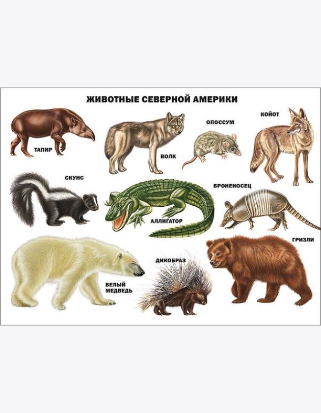 Животные северной америки
