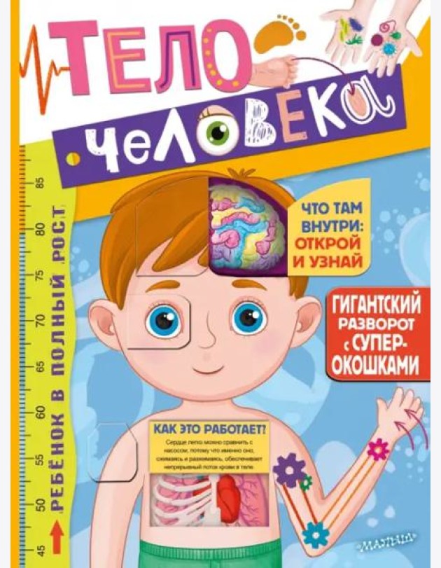Тело человека