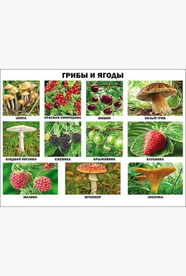 Грибы и ягоды (плакат)
