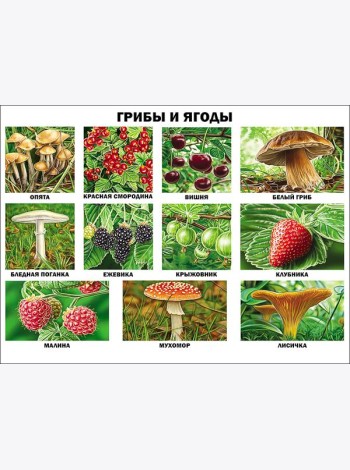 Грибы и ягоды (плакат)