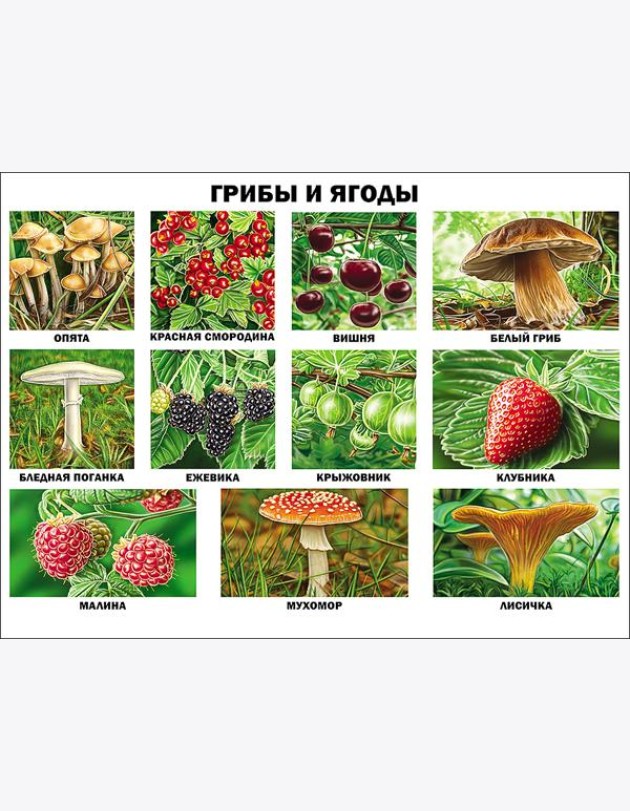 Грибы и ягоды (плакат)