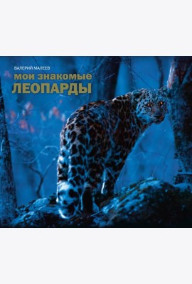Мои знакомые леопарды
