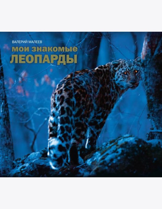 Мои знакомые леопарды