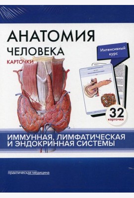 Анатомия человека: карточки. (32 шт). Иммунная, лимфатическая и эндокринная системы