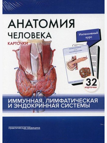 Анатомия человека: карточки. (32 шт). Иммунная, лимфатическая и эндокринная системы