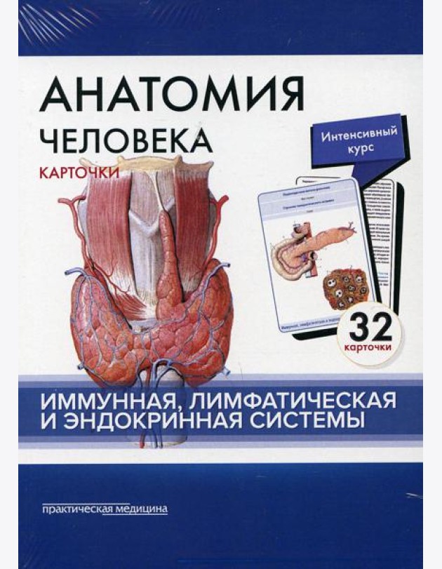 Анатомия человека: карточки. (32 шт). Иммунная, лимфатическая и эндокринная системы