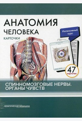 Анатомия человека: карточки. (47 шт). Спинномозговые нервы. Органы чувств