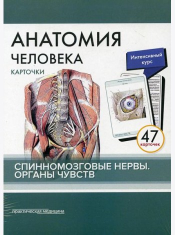 Анатомия человека: карточки. (47 шт). Спинномозговые нервы. Органы чувств
