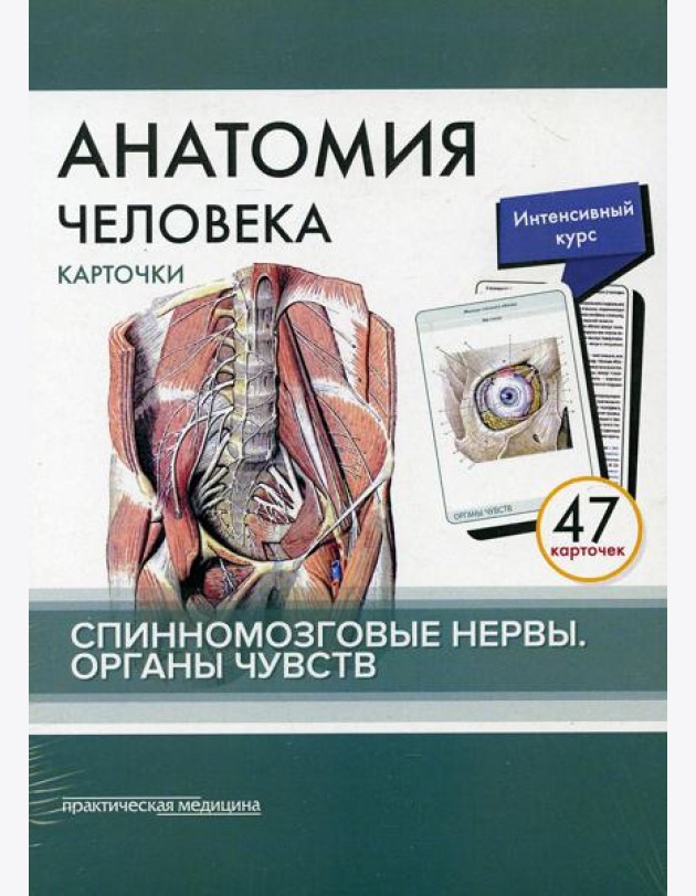 Анатомия человека: карточки. (47 шт). Спинномозговые нервы. Органы чувств