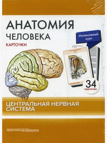 Анатомия человека: карточки. (34 шт). Центральная нервная система