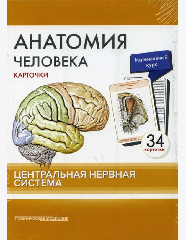 Анатомия человека: карточки. (34 шт). Центральная нервная система