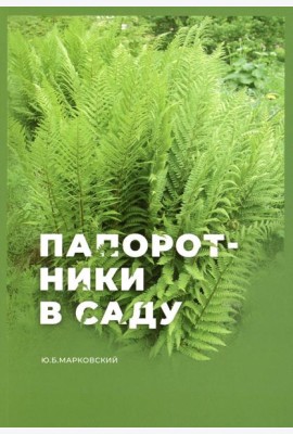 Папоротники в саду