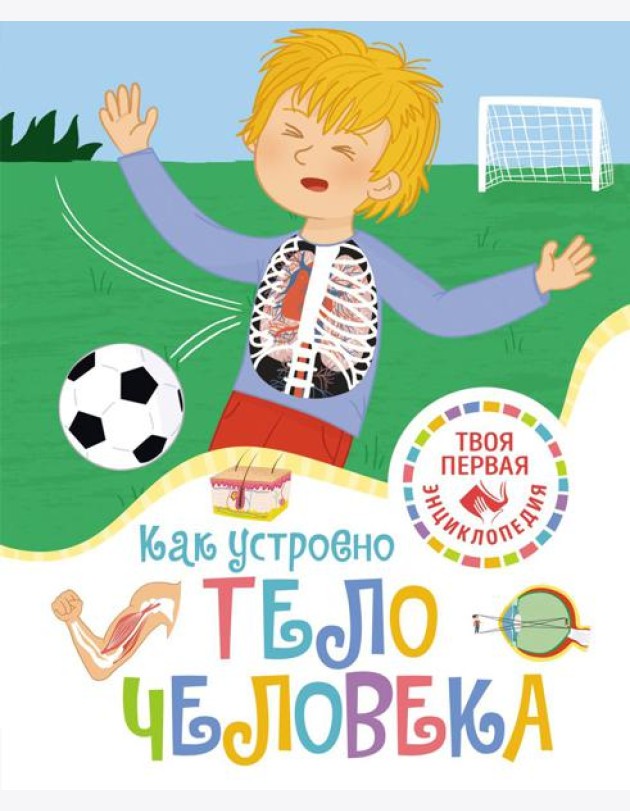 Как устроено тело человека