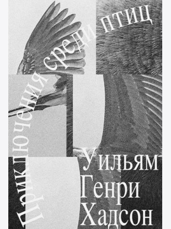 Приключение среди птиц