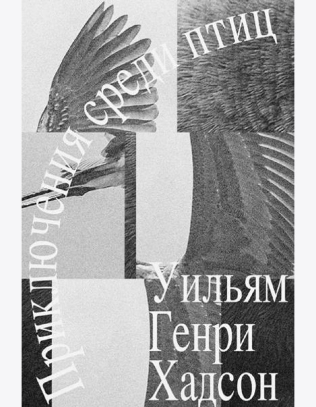 Приключение среди птиц