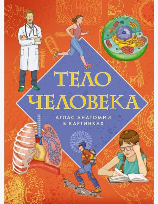 Тело человека. Атлас анатомии в картинках