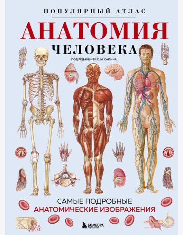 Анатомия человека. Популярный атлас. Самые подробные анатомические изображения