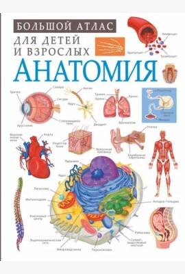 Анатомия