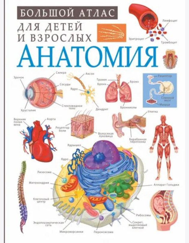 Анатомия