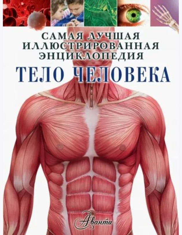 Тело человека