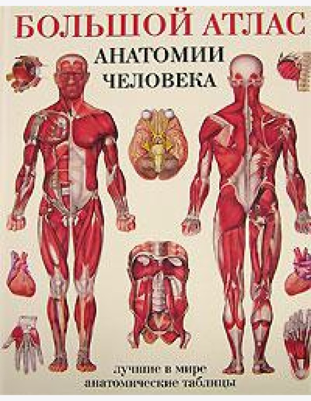 Большой атлас анатомии человека. Лучшие в мире анатомические таблицы