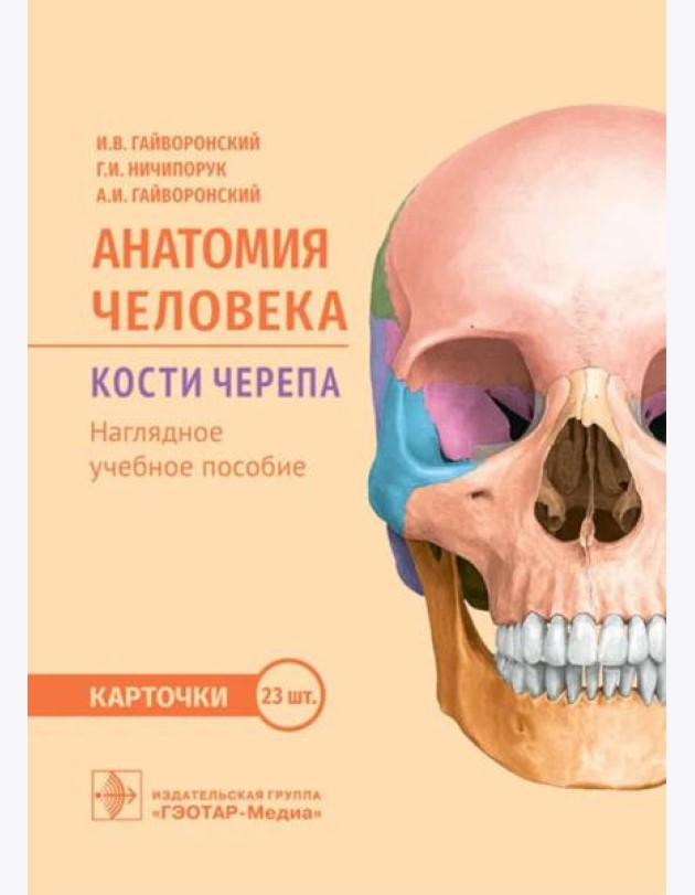Анатомия человека. Кости черепа. Карточки + кольцо для стяжки карточек: наглядное учебное пособие