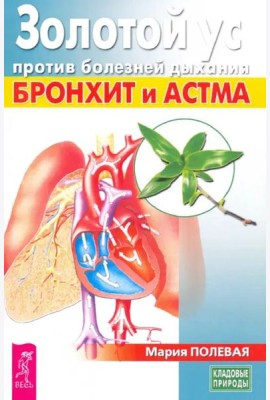 Золотой ус против болезней дыхания. Бронхит и астма