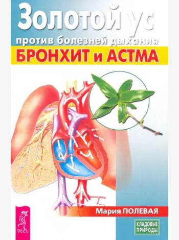 Золотой ус против болезней дыхания. Бронхит и астма