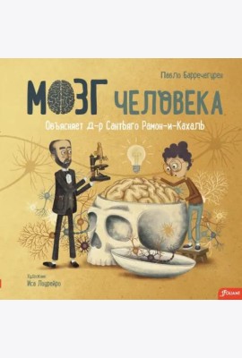 Мозг человека