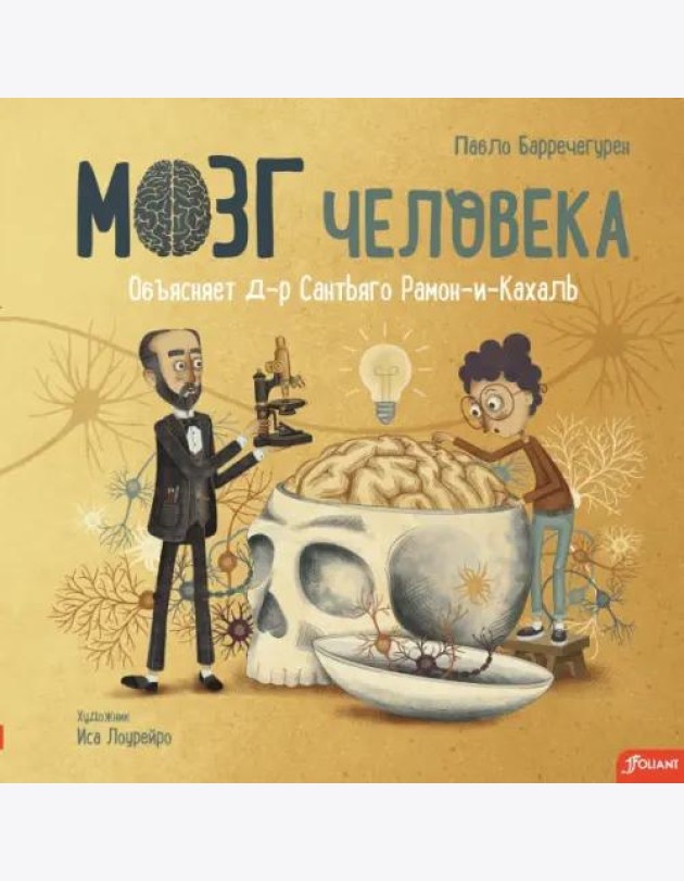 Мозг человека