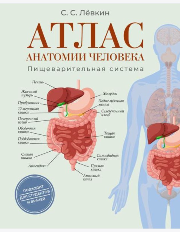 Атлас анатомии человека. Пищеварительная система